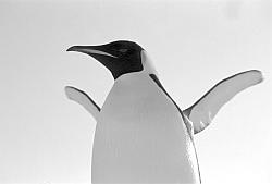 Emperor099 - Emperor penguin exercising fins