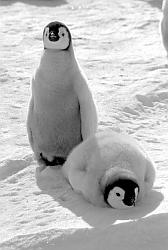 Emperor101 - Two emperor penguin chicks