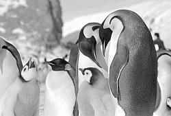 Emperor102 - Emperor penguins with chicks