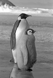 Emperor104 - Emperor penguin with chick