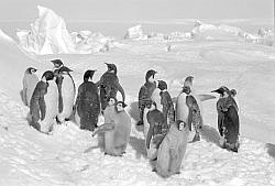 Emperor110 - Emperor penguins and chicks feathering