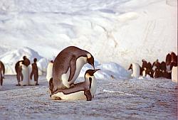 Emperor118 - Emperor penguins mating. Sequence 4/8