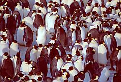 Emperor126 - Emperor penguin rookery