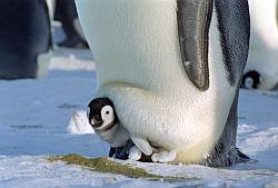Emperor127 - Emperor penguin with chick in pouch