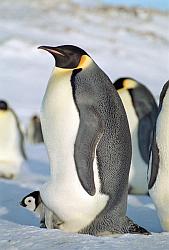 Emperor132 - Emperor penguin with chick in pouch