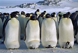 Emperor134 - Emperor penguins with chicks in pouch