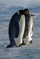 Emperor135 - Emperor penguins with chicks in pouch