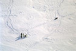 Emperor137 - Emperor penguins seen from the sky