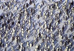 Emperor138 - The emperor penguin rookery seen from the sky
