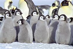 Emperor139 - Group of emperor penguin chicks