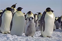 Emperor140 - Emperor penguins and chicks