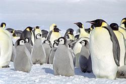 Emperor141 - Emperor penguins and chicks