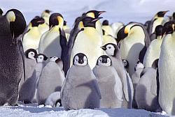 Emperor142 - Emperor penguins and chicks