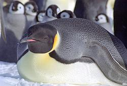 Emperor144 - Emperor penguin resting in front of chicks