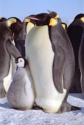 Emperor145 - Emperor penguin and chick