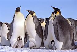 Emperor147 - Emperor penguins and chicks