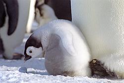 Emperor148 - Emperor penguin chick