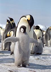 Emperor149 - Emperor penguin chick exercising fins