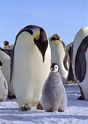 Emperor151 - Emperor penguin and chick