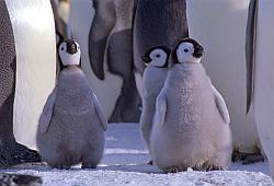 Emperor152 - Emperor penguins chicks