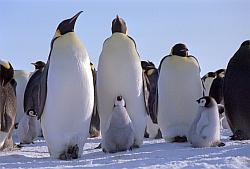 Emperor153 - Emperor penguins and chicks