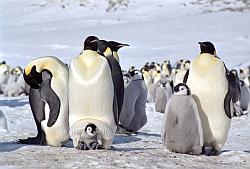 Emperor154 - Emperor penguins and chicks