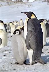 Emperor156 - Emperor penguin and chick