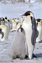 Emperor157 - Emperor penguin and chick