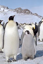 Emperor162 - Emperor penguin and chick