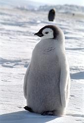 Emperor163 - Emperor penguin and chick