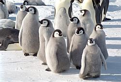 Emperor164 - Emperor penguin chicks