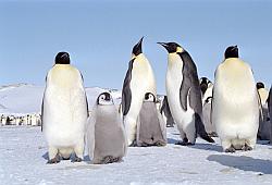 Emperor165 - Emperor penguins and chicks