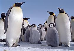 Emperor168 - Emperor penguins and chicks