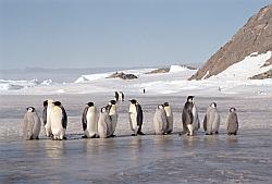 Emperor169 - Emperor penguins on ice