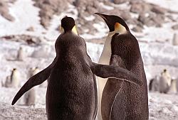 Emperor170 - Emperor penguins