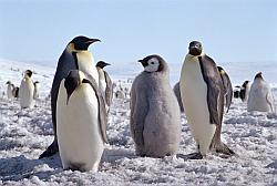 Emperor174 - Emperor penguins and chicks