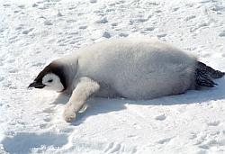 Emperor175 - Emperor penguin chick cooling off on a warm day