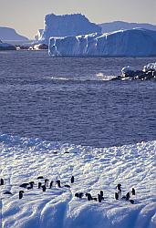 Ice059 - Adelie penguins and freezing sea
