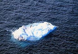 Ice077 - Adelie penguin on floating ice