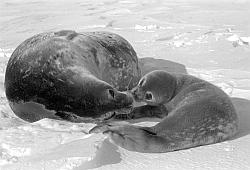 Life001 - Weddel seal and pup