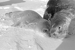 Life003 - Weddel seal and pup
