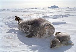 Life008 - Weddel seal and pup
