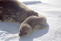 Life009 - Weddel seal and pup