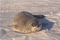 Life010 - Weddel seal pup