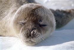 Life012 - Headshot of Weddel seal pup sleeping