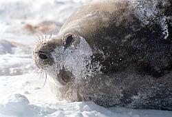 Life014 - Adult Weddell seal rolling in snow