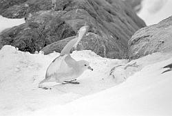 Life020 - Antarctic fulmar