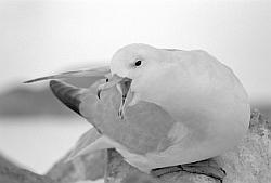 Life021 - Antarctic fulmar