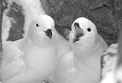 Life022 - Snow petrels on nest