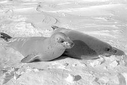 Life029 - Crab-eater seals